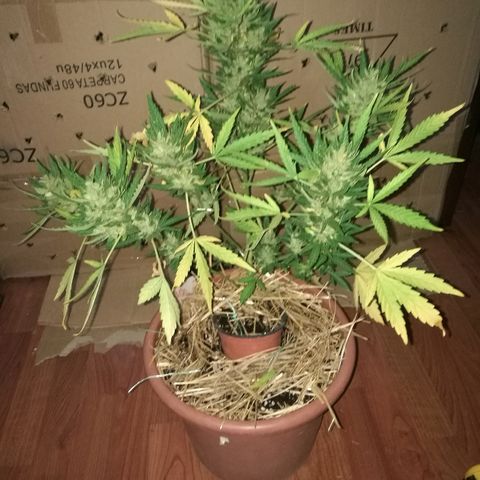 Big Bud Autoflower growlog photo: Día de corte