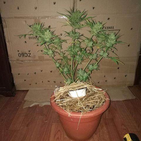 Big Bud Autoflower growlog photo: Día de corte
