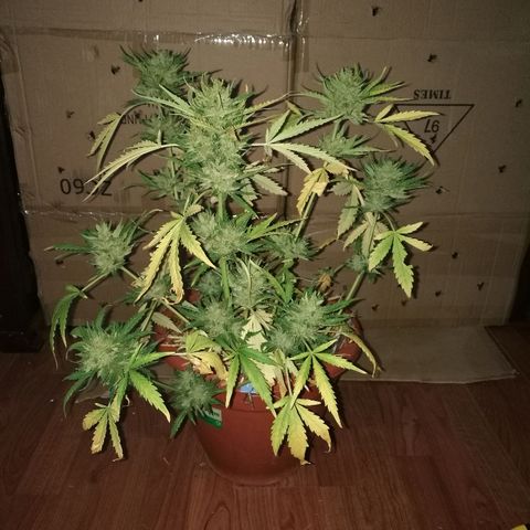 Big Bud Autoflower growlog photo: Día de corte