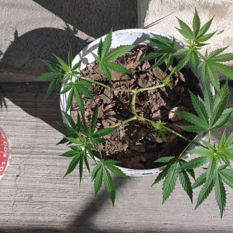 4 colas  growlog photo: Poda de bajos
