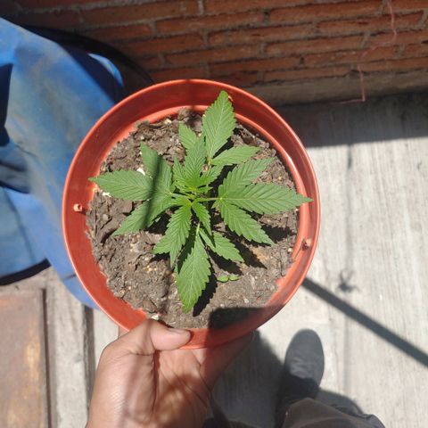 Power Kush growlog timeline photo