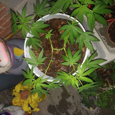 4 colas  growlog timeline photo