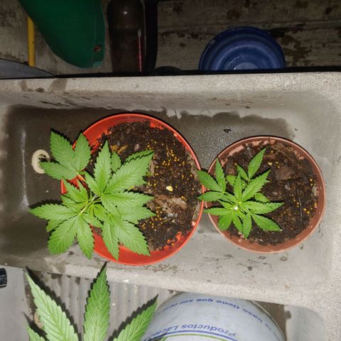 Power Kush growlog timeline photo