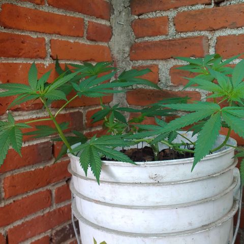 4 colas  growlog timeline photo