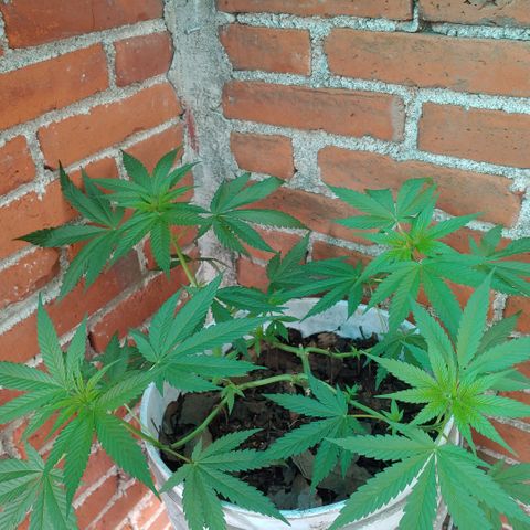 4 colas  growlog timeline photo