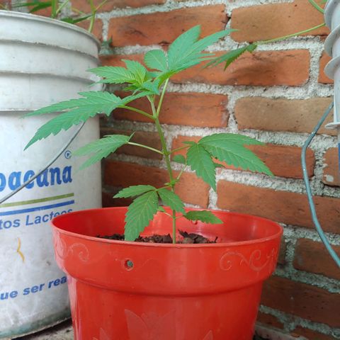 Power Kush growlog timeline photo