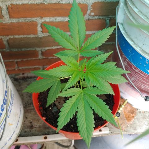 Power Kush growlog timeline photo