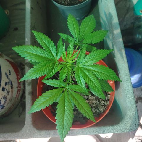 Power Kush growlog timeline photo