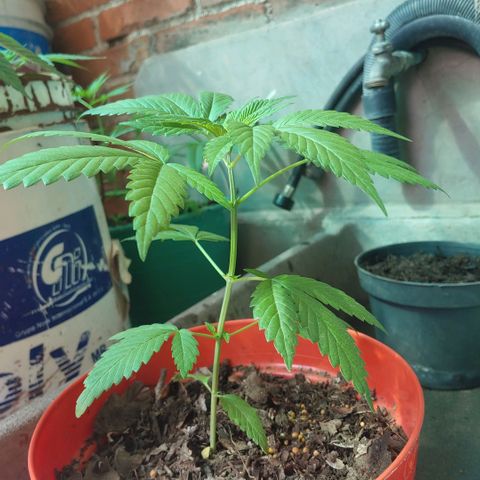 Power Kush growlog timeline photo