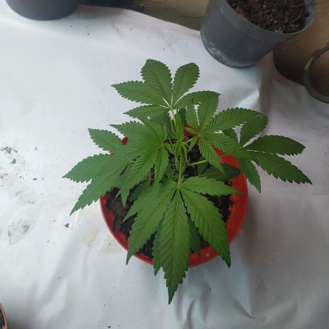 Power Kush growlog timeline photo