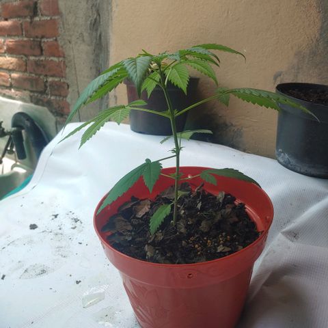 Power Kush growlog timeline photo