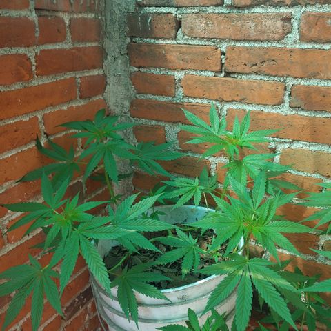 4 colas  growlog timeline photo
