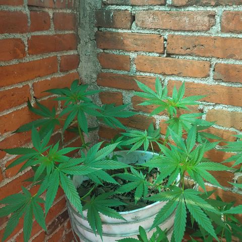 4 colas  growlog timeline photo