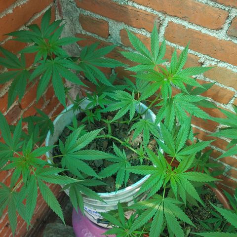 4 colas  growlog timeline photo