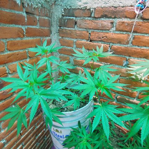 4 colas  growlog timeline photo