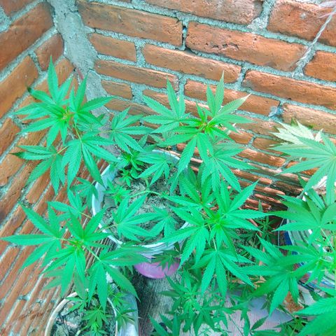 4 colas  growlog timeline photo