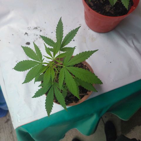 Power Kush growlog timeline photo