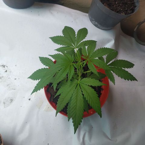 Power Kush growlog timeline photo