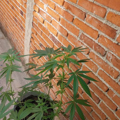 4 colas  growlog timeline photo