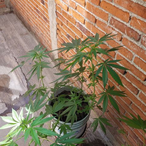 4 colas  growlog timeline photo