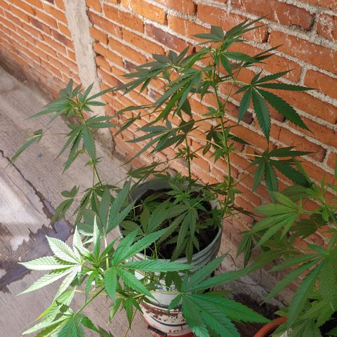 4 colas  growlog timeline photo