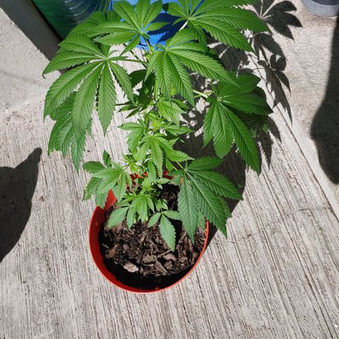 Power Kush growlog timeline photo