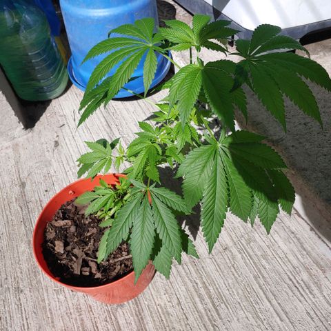 Power Kush growlog timeline photo