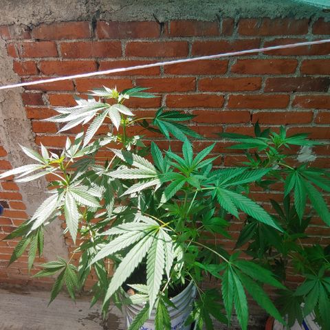 4 colas  growlog timeline photo