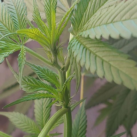 4 colas  growlog timeline photo