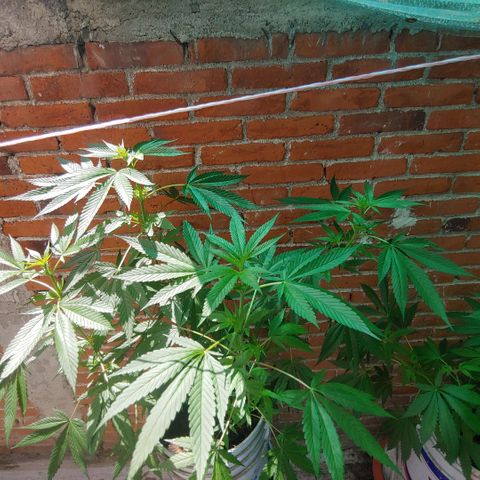 4 colas  growlog timeline photo