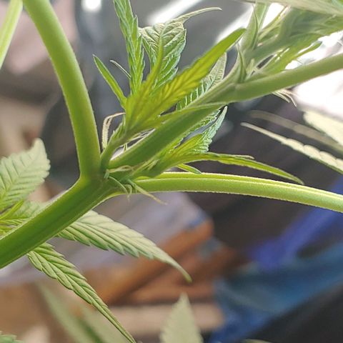 4 colas  growlog timeline photo