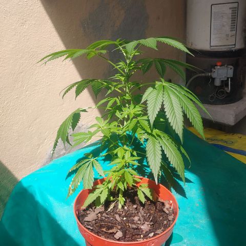 Power Kush growlog timeline photo