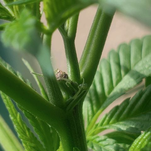 Power Kush growlog timeline photo