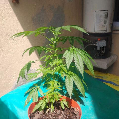 Power Kush growlog timeline photo