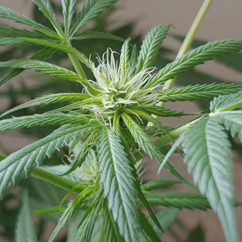 4 colas  growlog timeline photo