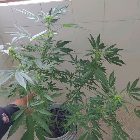 4 colas  growlog timeline photo