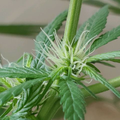 4 colas  growlog timeline photo