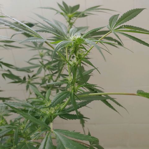 4 colas  growlog timeline photo