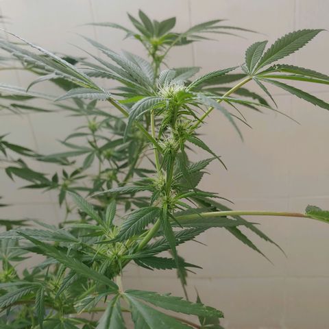 4 colas  growlog timeline photo