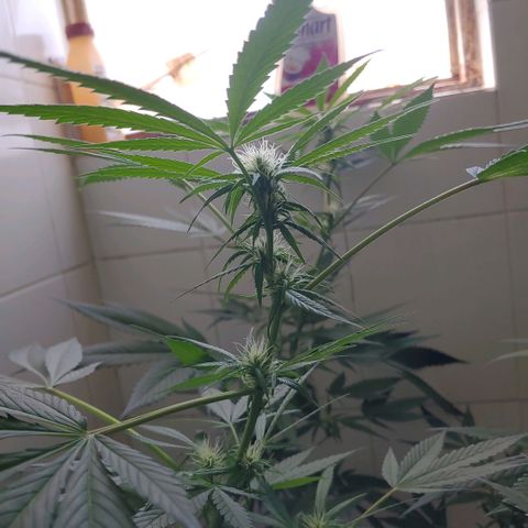 4 colas  growlog timeline photo