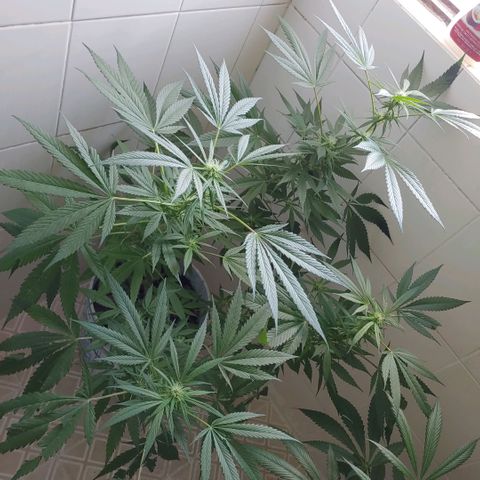 4 colas  growlog timeline photo
