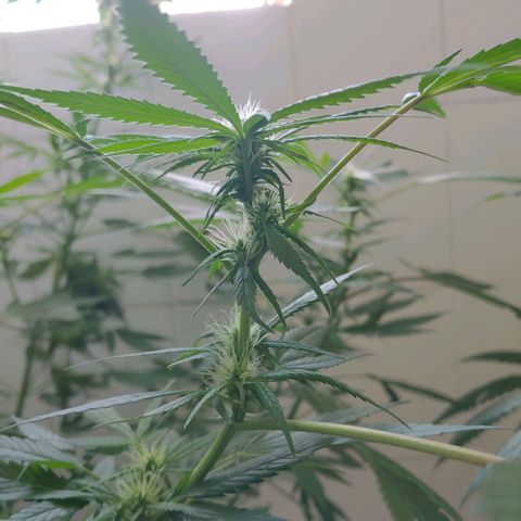 4 colas  growlog timeline photo