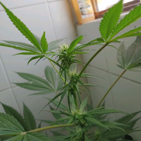 4 colas  growlog timeline photo