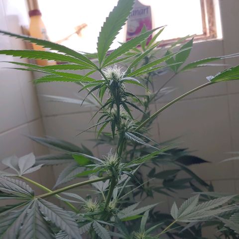 4 colas  growlog timeline photo