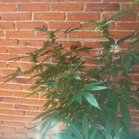 4 colas  growlog timeline photo