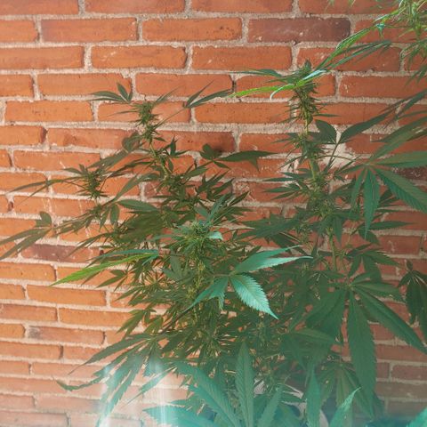 4 colas  growlog timeline photo