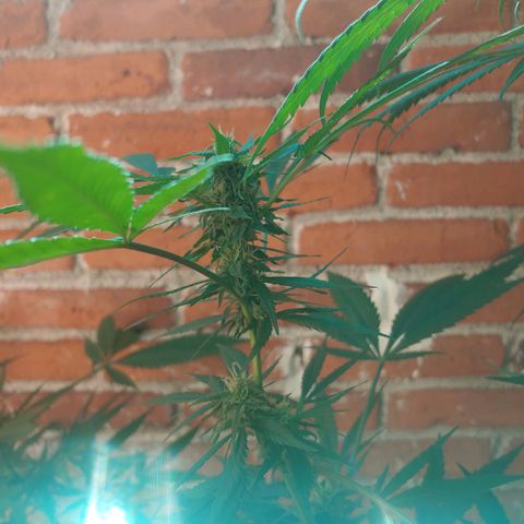 4 colas  growlog timeline photo