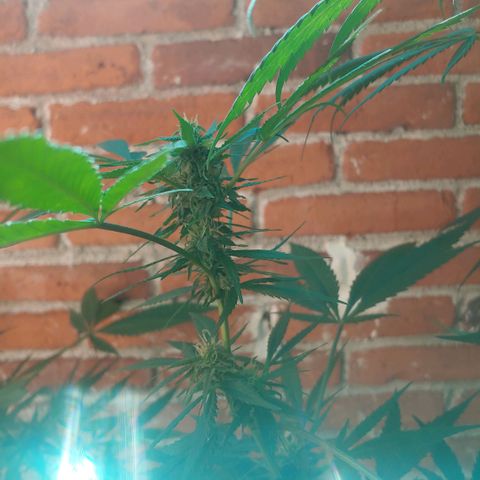 4 colas  growlog timeline photo
