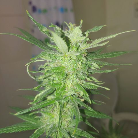 4 colas  growlog timeline photo