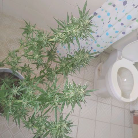 4 colas  growlog timeline photo